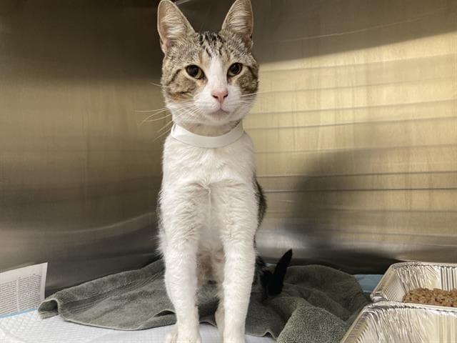 Wallen - Domestic Short Hair