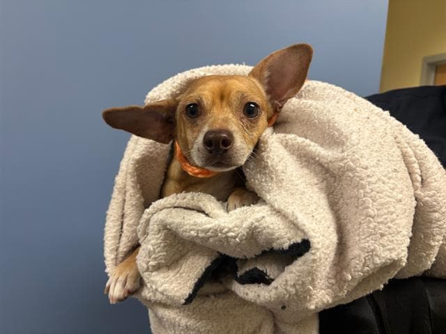 Glider - Chihuahua