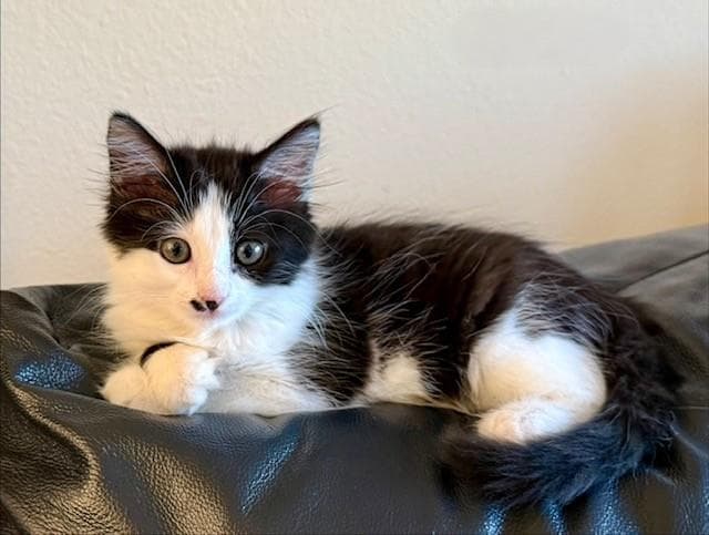 Babette - Domestic Short Hair