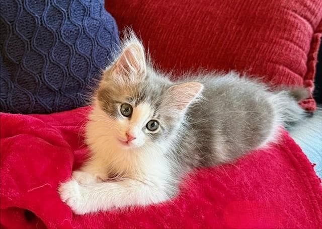 Bailey - Domestic Short Hair