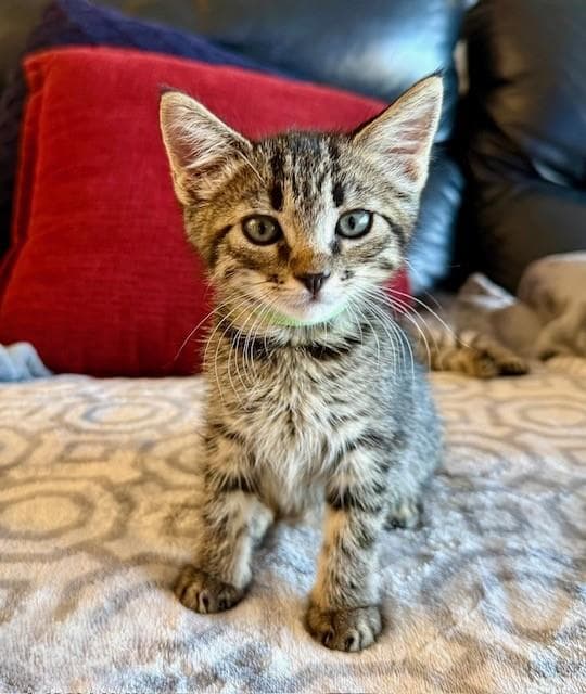 Bambi- Green Collar - Domestic Short Hair