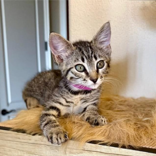 Bonnie- Pink Collar - Domestic Short Hair