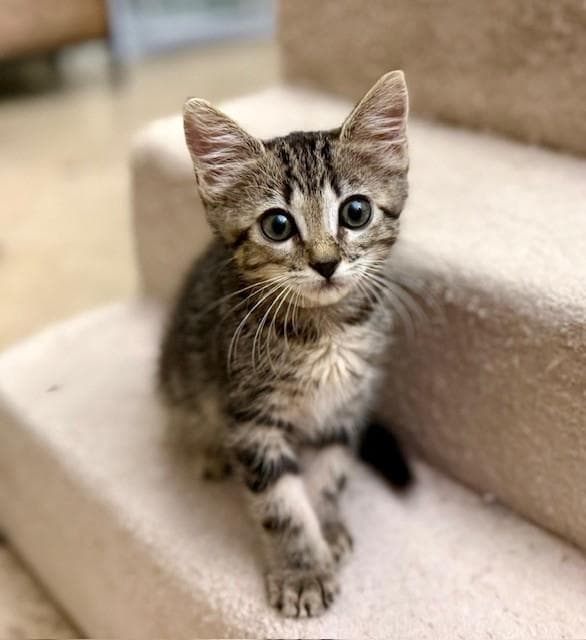 Boo- White Collar - Domestic Short Hair