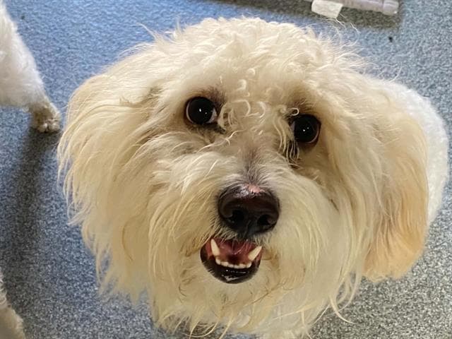Max - Maltese