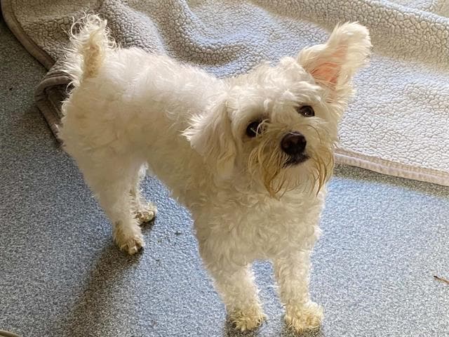 Mario - Maltese