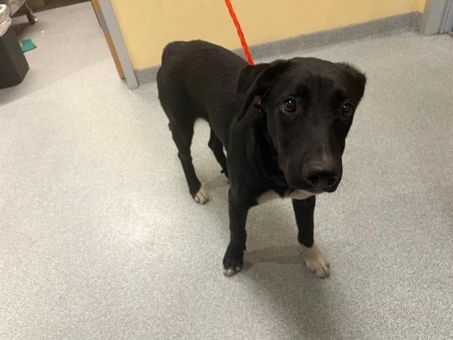 Polkadot - Labrador Retriever
