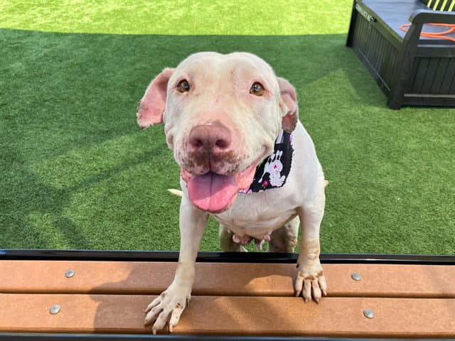Solara - Pit Bull Terrier