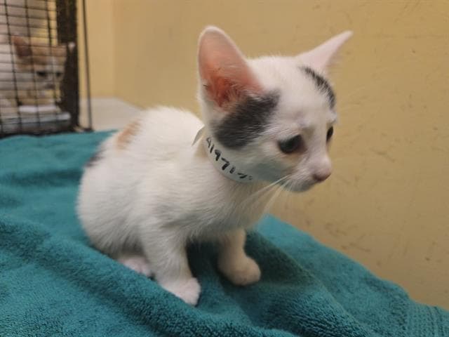Crumble - Domestic Short Hair