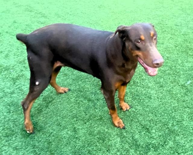 Kona - Doberman Pinscher