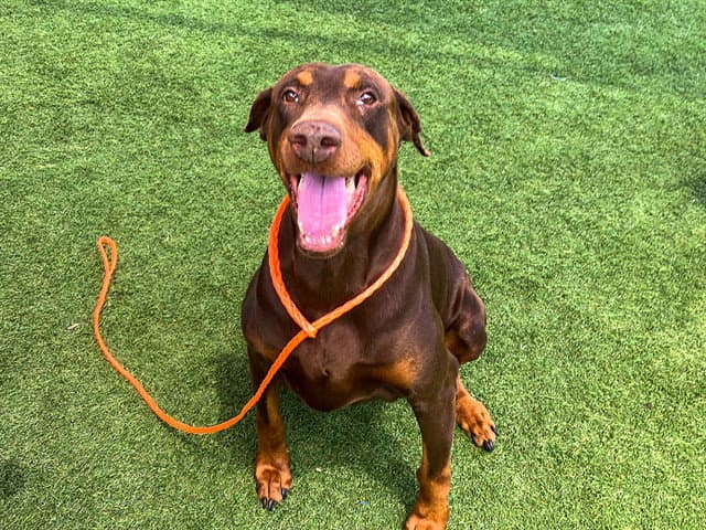 Kona - Doberman Pinscher
