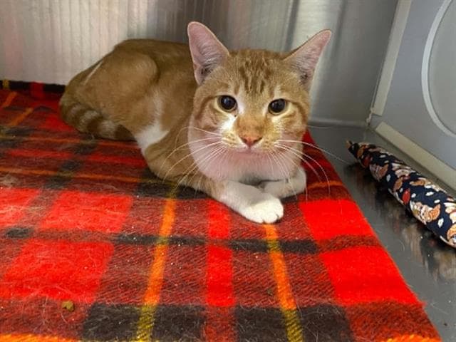 Montgomery - Domestic Short Hair