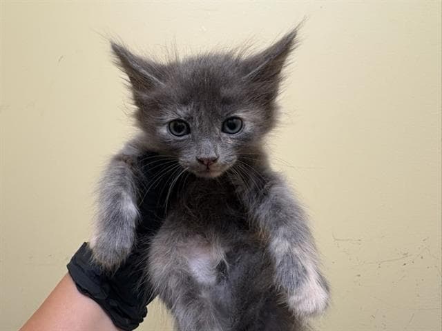 Gray Kay - Domestic Short Hair