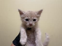 Floppy image 1
