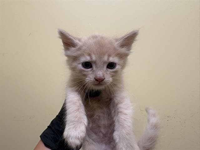 Floppy - Domestic Short Hair