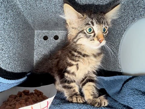 Lizzy - Domestic Medium Hair