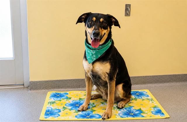 Lyric - Doberman Pinscher