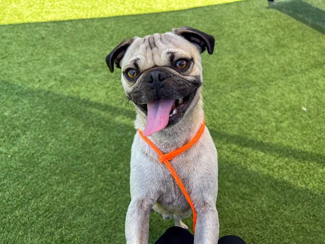 Damian - Pug