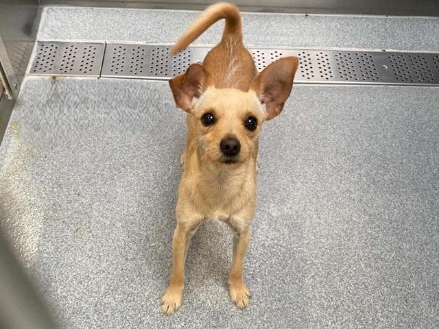Raticate - Chihuahua