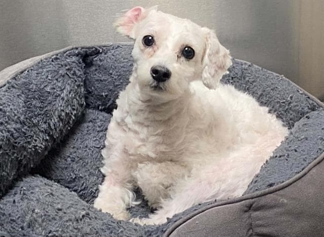 Jigglypuff - Maltese