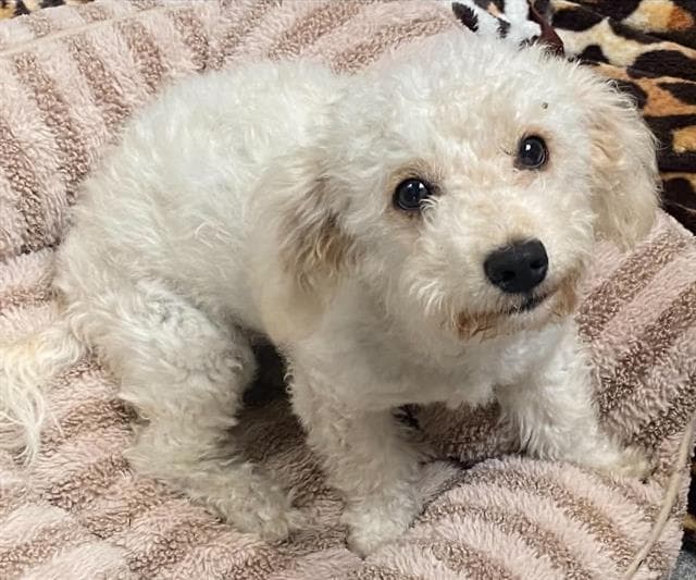 Vulpix - Maltese