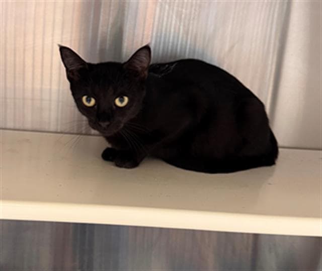 Sweetea - Domestic Short Hair