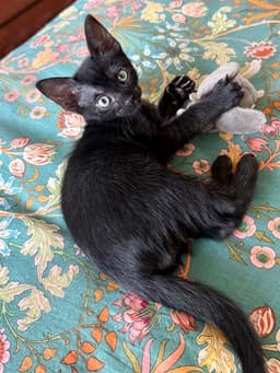 Pepper image 1