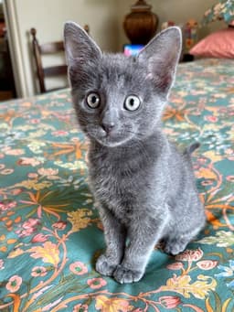 Coal image 1