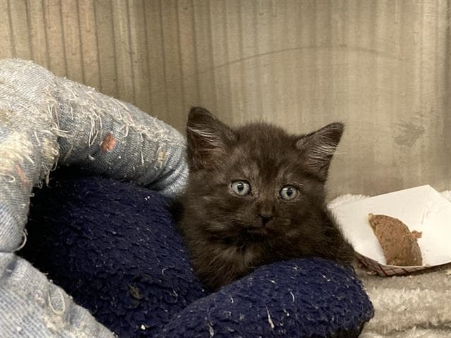 Squeaky - Domestic Short Hair