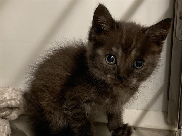 Cider - Domestic Short Hair