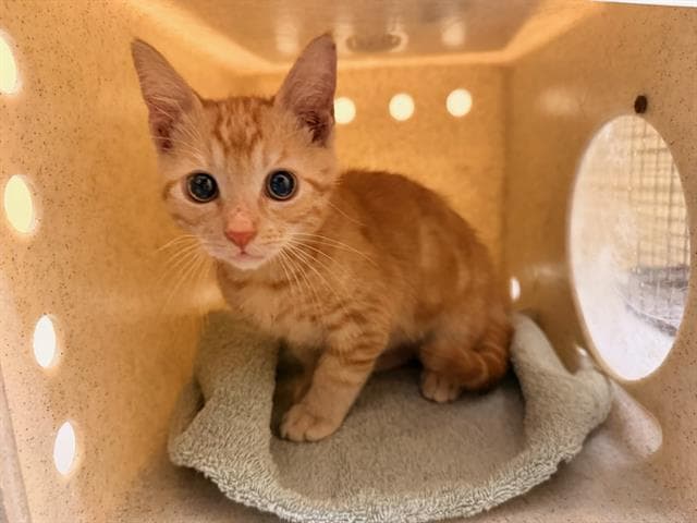 Cliff - Domestic Short Hair