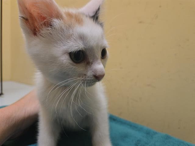 Brule - Domestic Short Hair