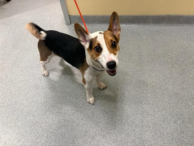 Rosendo - Basenji
