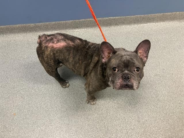 Robert - French Bulldog