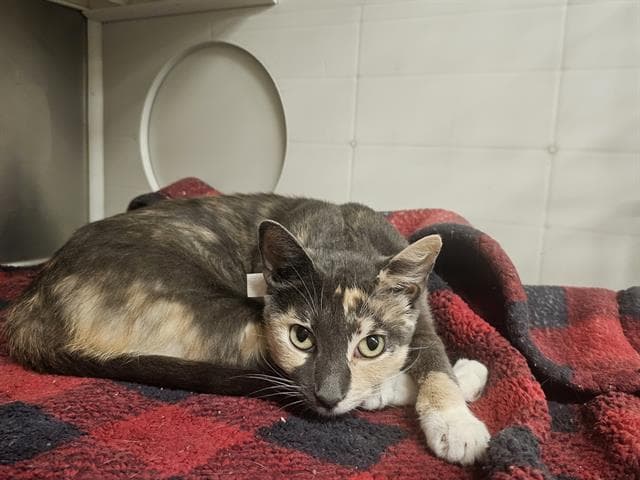 Lizzie - Domestic Short Hair