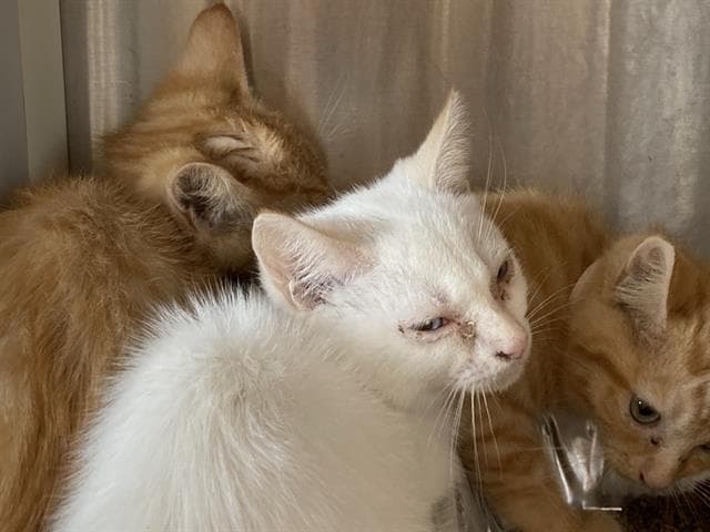 Marky - Domestic Short Hair