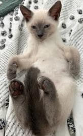 Elliot - Siamese