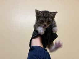Chippy Dippy image 1