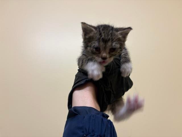 Chippy Dippy - Domestic Short Hair