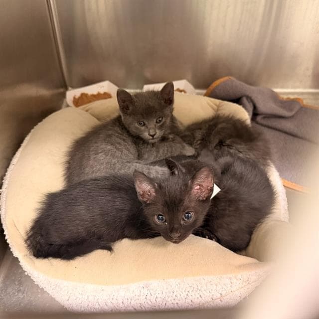 Lint - Domestic Short Hair