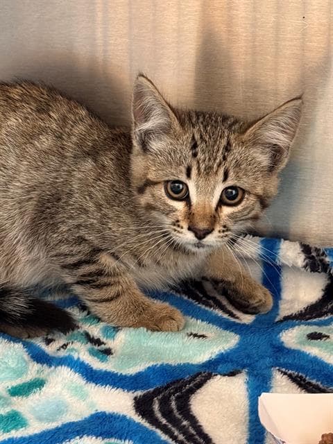 Sandlot - Domestic Short Hair
