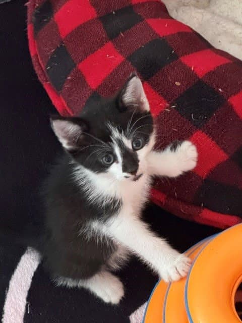Benson Boone - Domestic Short Hair