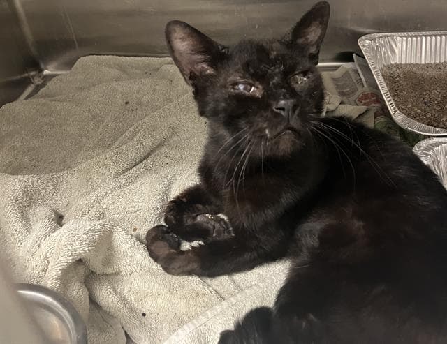 King Tauri - Domestic Short Hair