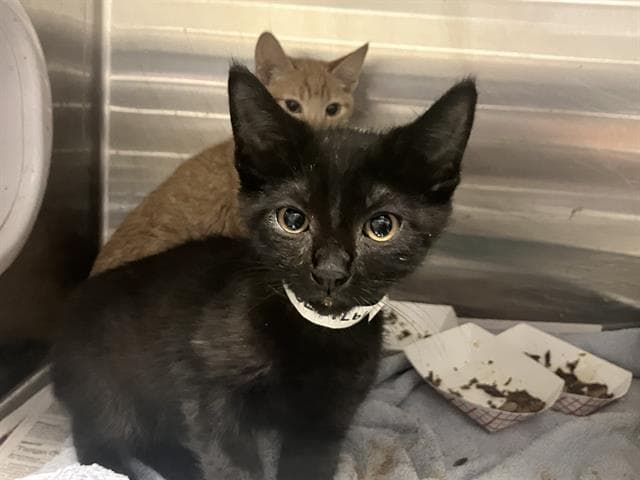 Vincent - Domestic Short Hair