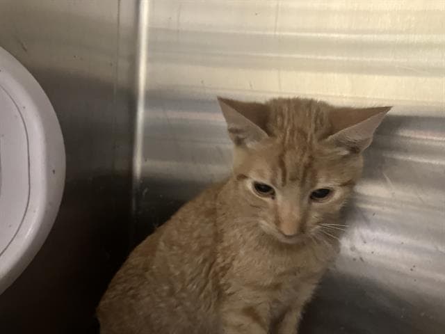 Vittorio - Domestic Short Hair