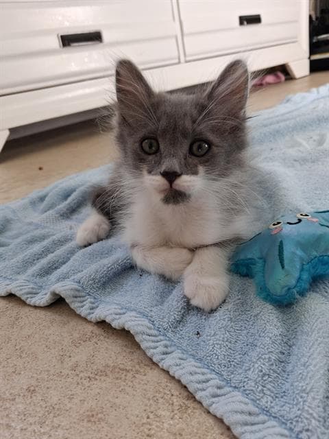 Honor - Domestic Medium Hair