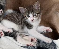 Colette - Domestic Short Hair