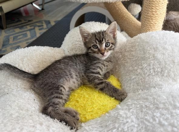Ray Ray - Domestic Short Hair