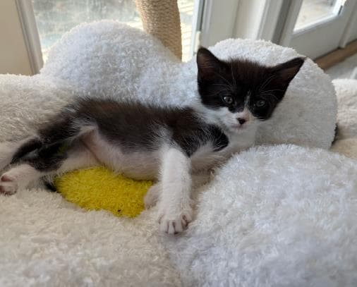 Pearl - Domestic Short Hair