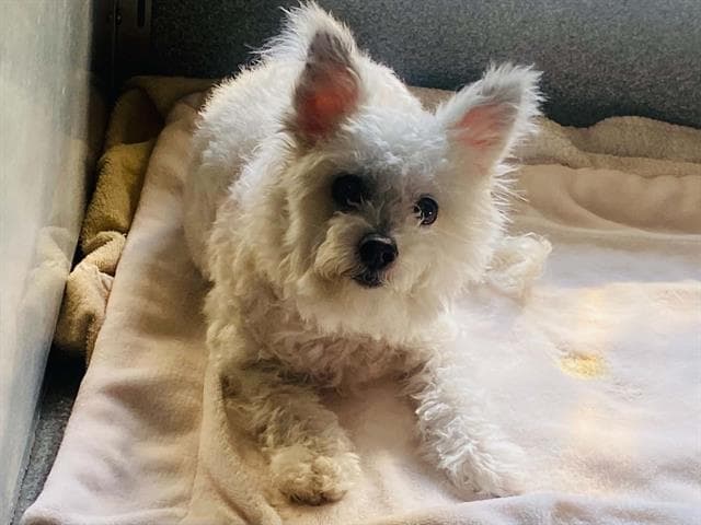 Chansey - West Highland White Terrier Westie