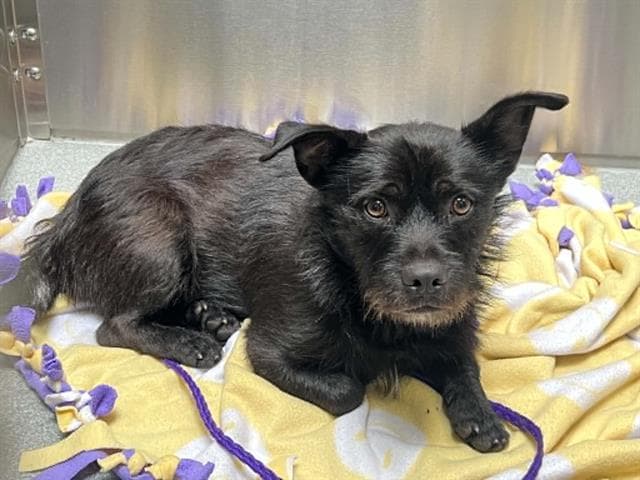 Scotty - Scottish Terrier Scottie